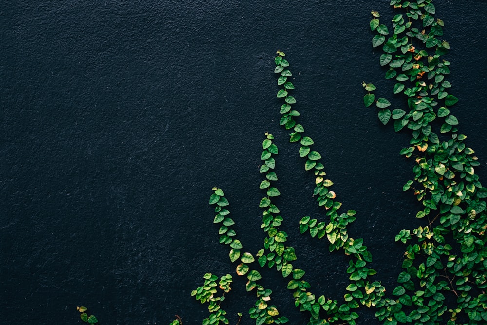 green leaf vines on black painted wall