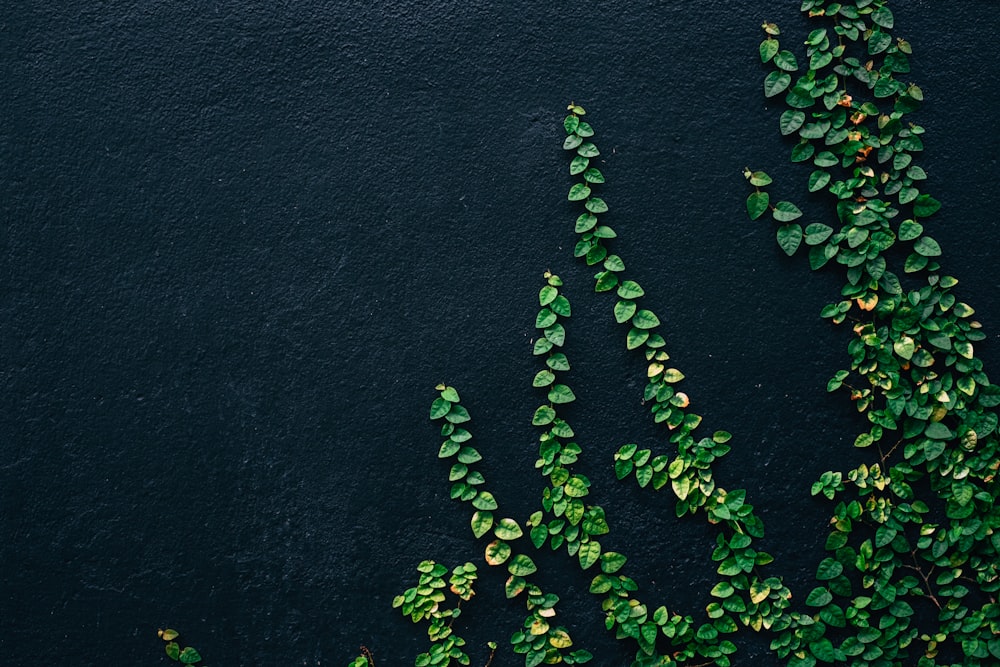 검은 페인트 벽에 녹색 잎 덩굴