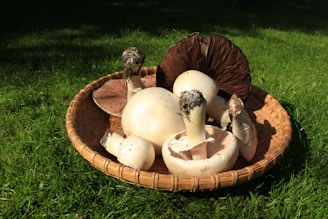 A rustic basket filled with a variety of freshly foraged mushrooms on a wooden table.