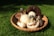 Close-up of fresh edible mushrooms in a rustic basket on a wooden table.
