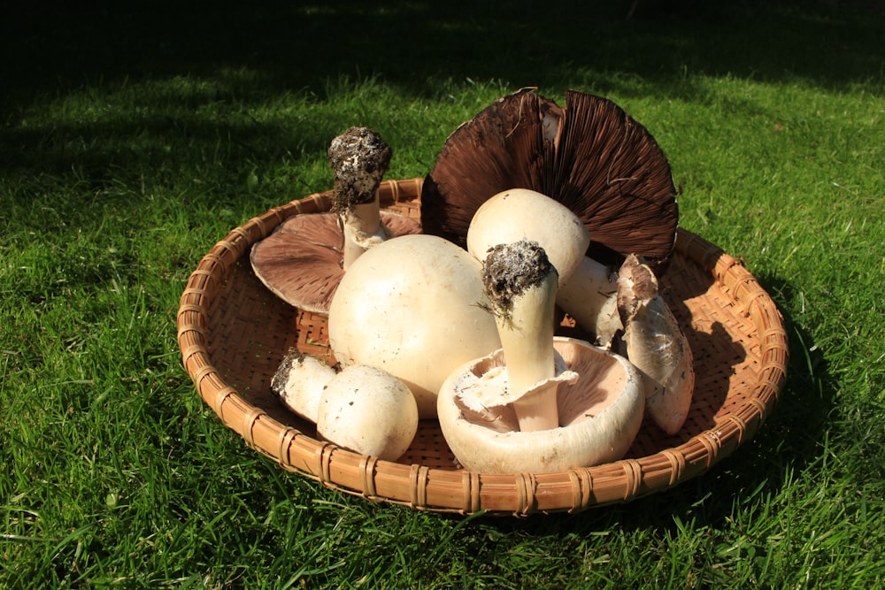white and brown mushroom on brown winnowing basket