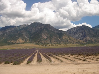 A vast field of lavender stretches into the distance, organized into neat rows. In the background, a range of rugged mountains rises under a sky filled with large, fluffy white clouds.