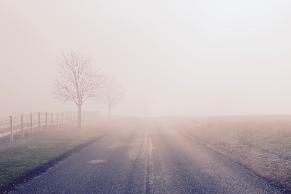 foggy road with bare trees