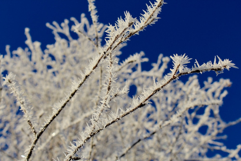 frozen twigs in selective focus photography