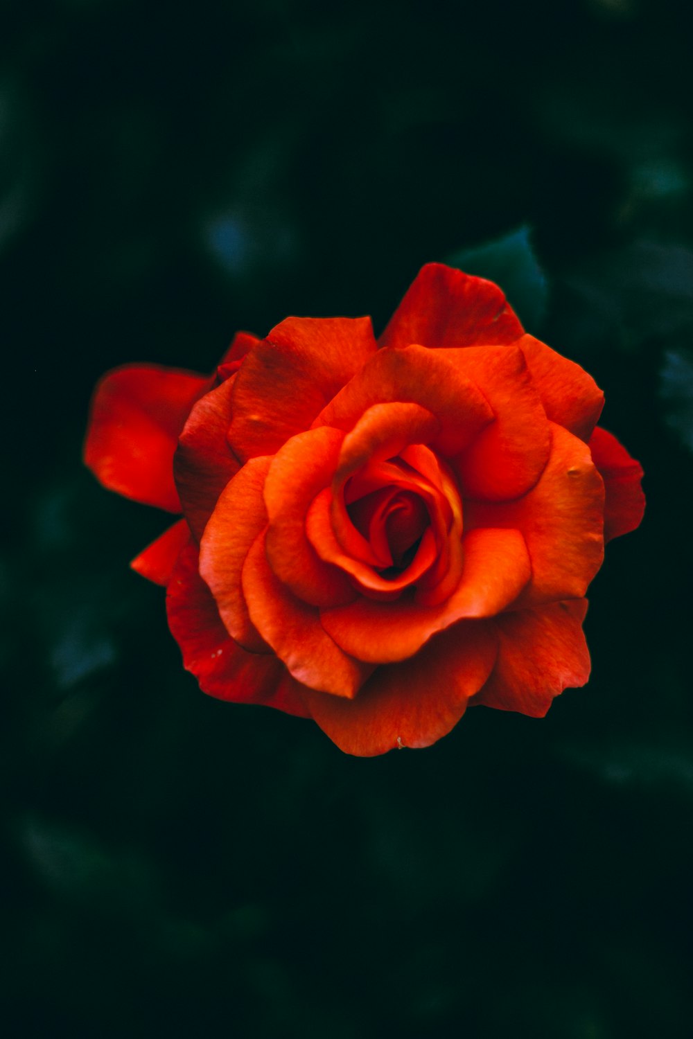 orange-petaled flower