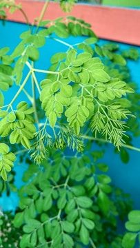 A close-up view of lush green leaves with a bright blue background. The leaves have a feathery, delicate structure, suggesting they belong to a plant like Moringa. The image showcases the detailed texture and vibrant green color of the foliage.