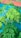 A close-up view of lush green leaves with a bright blue background. The leaves have a feathery, delicate structure, suggesting they belong to a plant like Moringa. The image showcases the detailed texture and vibrant green color of the foliage.