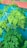 A close-up view of lush green leaves with a bright blue background. The leaves have a feathery, delicate structure, suggesting they belong to a plant like Moringa. The image showcases the detailed texture and vibrant green color of the foliage.