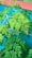 A close-up view of lush green leaves with a bright blue background. The leaves have a feathery, delicate structure, suggesting they belong to a plant like Moringa. The image showcases the detailed texture and vibrant green color of the foliage.