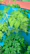 Close-up of vibrant moringa leaves against a warm beige background.