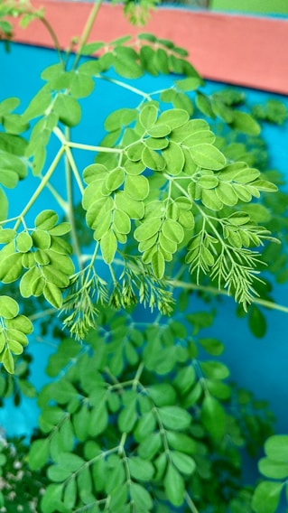 Close-up of vibrant green moringa leaves freshly harvested in a sunlit field.
