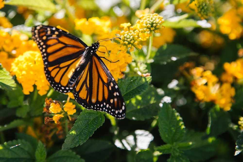 macro photography of butterfly on yellow flower