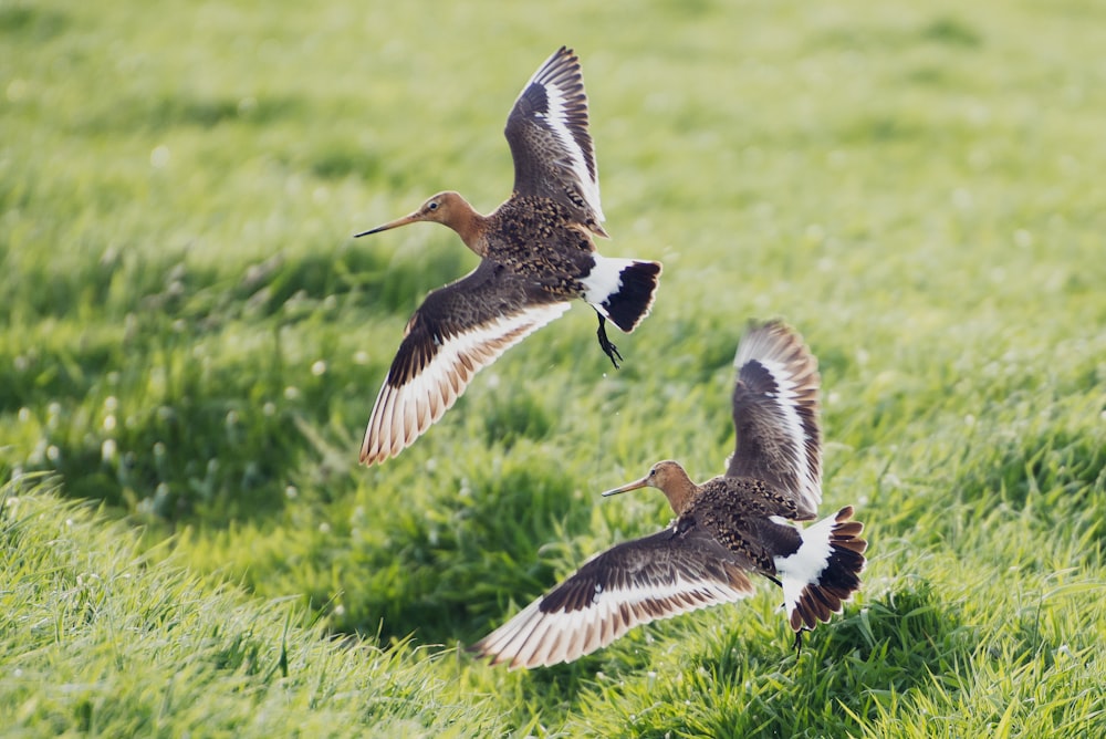 two brown birds flying under green field
