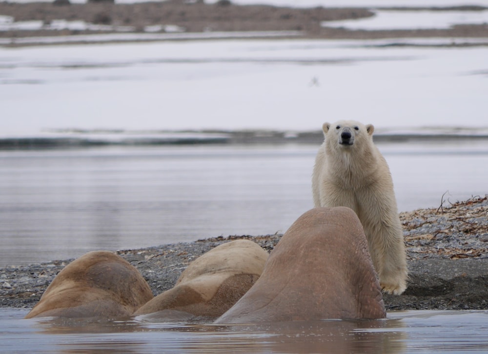 polar bear standing in front of three walrus on water