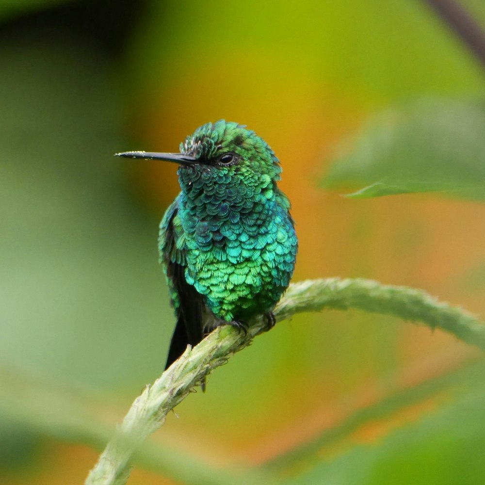 Uccello verde con messa a fuoco superficiale