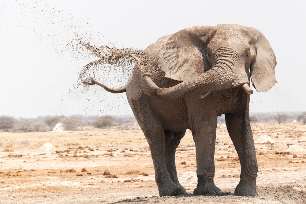 éléphant brun sur un champ brun