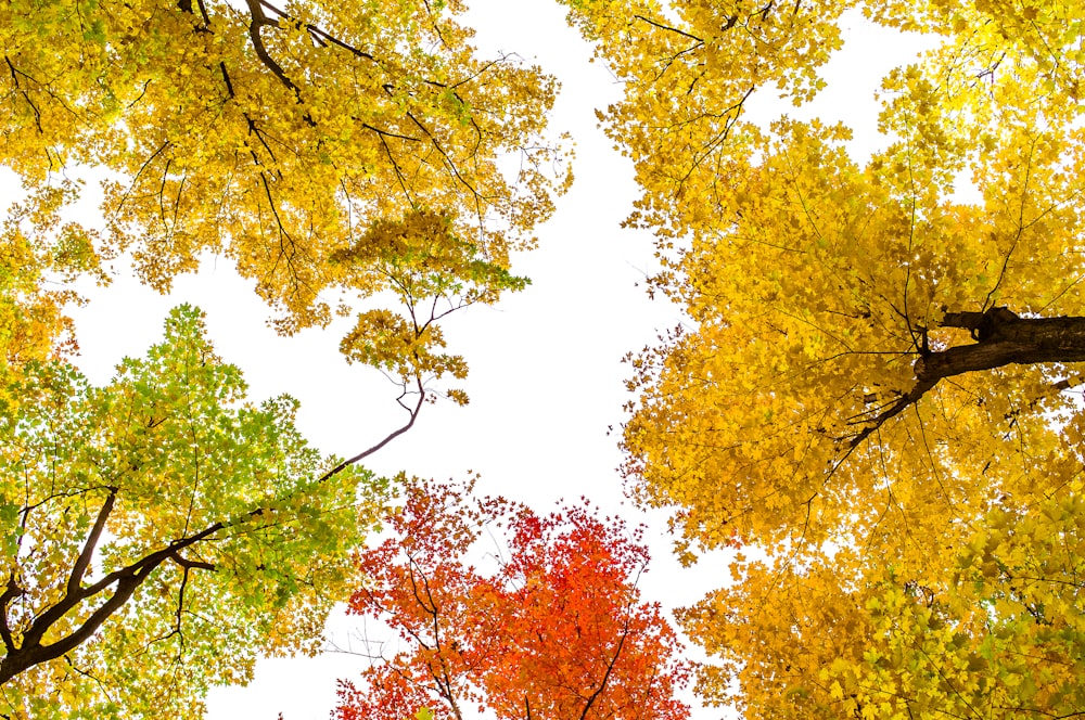 worm's eye view photography of trees