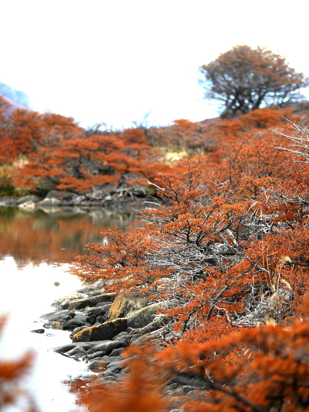 shallow focus photography of orange leafed trees
