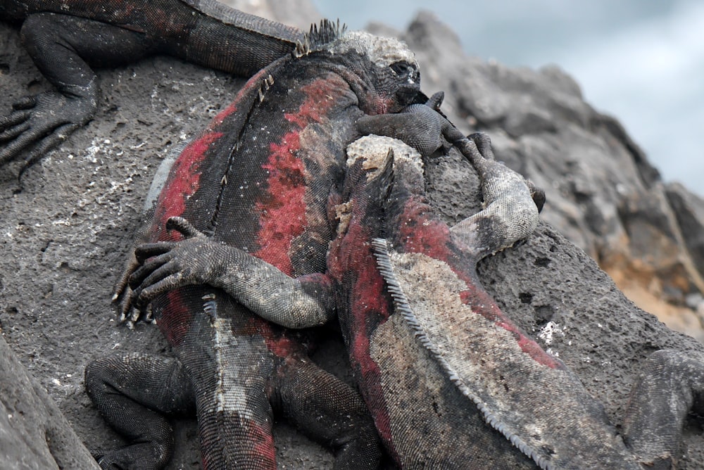 close-up photography of three iguanas on rock