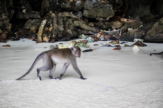 gray monkey crawling on white snow in Phi Phi Islands Thailand