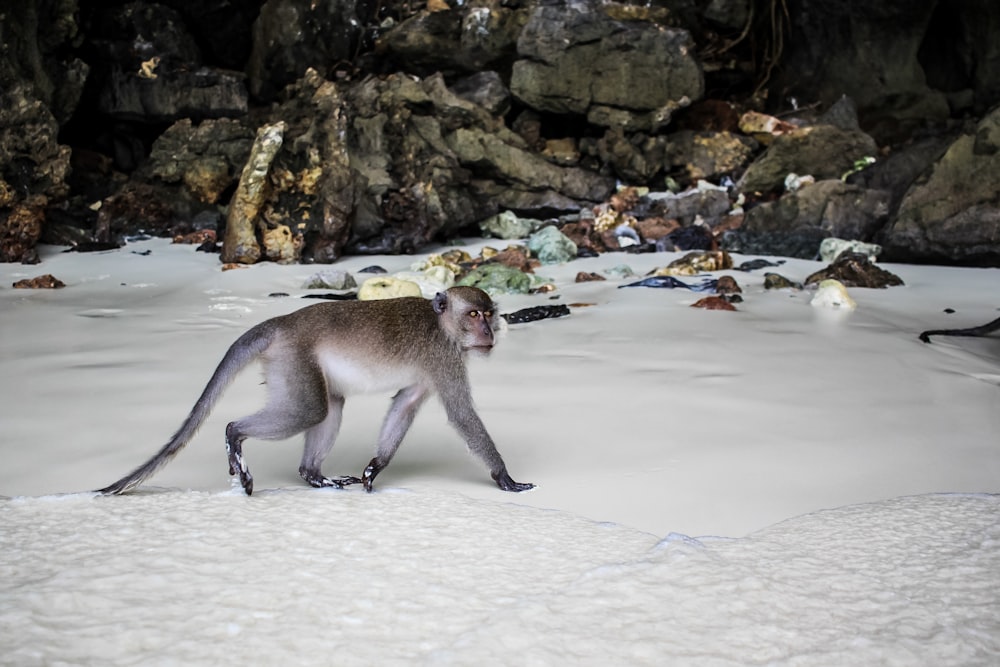 gray monkey crawling on white snow