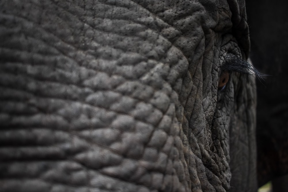 low light photography of elephant