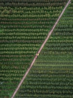 Aerial view of a sprawling sugarcane plantation with winding dirt paths.