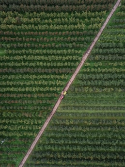 A farmer using a tablet in a lush green field with crops and a drone flying overhead