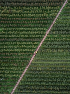 A farmer inspecting a field of crops.