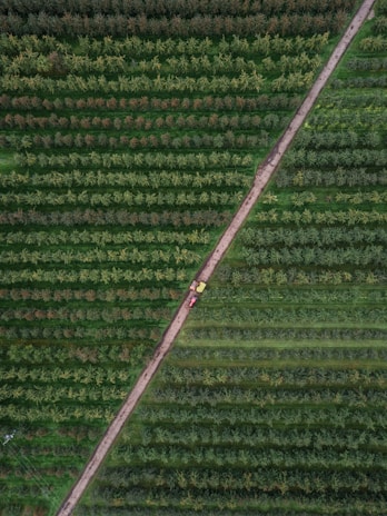 A close-up of a small autonomous ground rover navigating through lush green crop rows in an Indian farm.