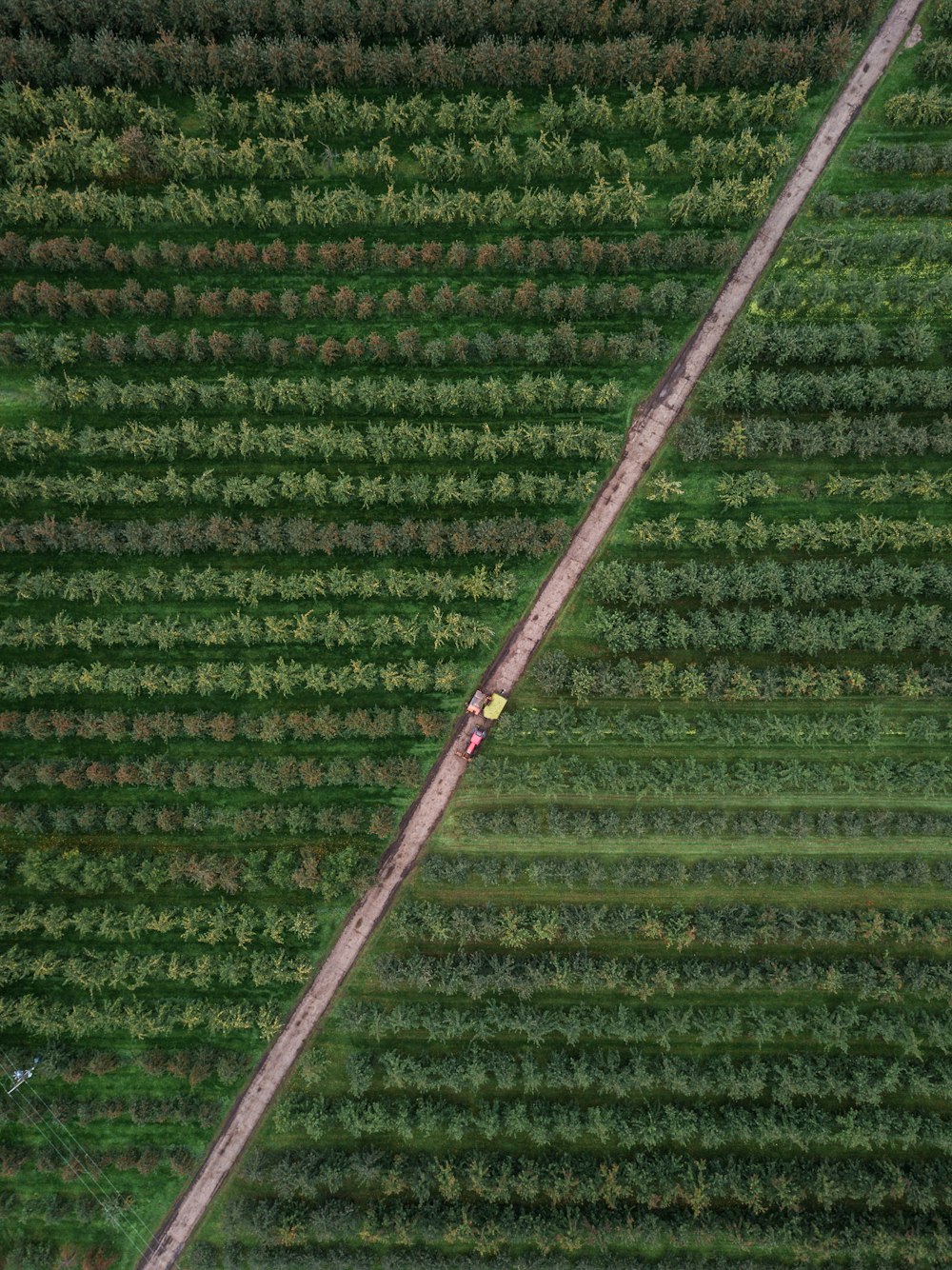 Fotografia a volo d'uccello di alberi