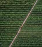 bird's eye photography of trees