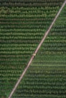 bird's eye photography of trees