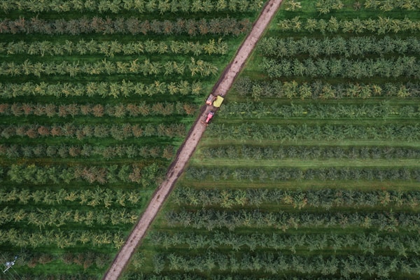 bird's eye photography of trees