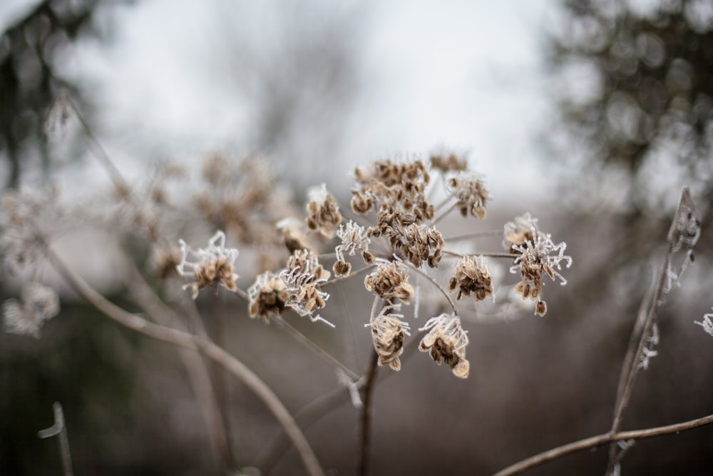 white flower in tilt shift lens