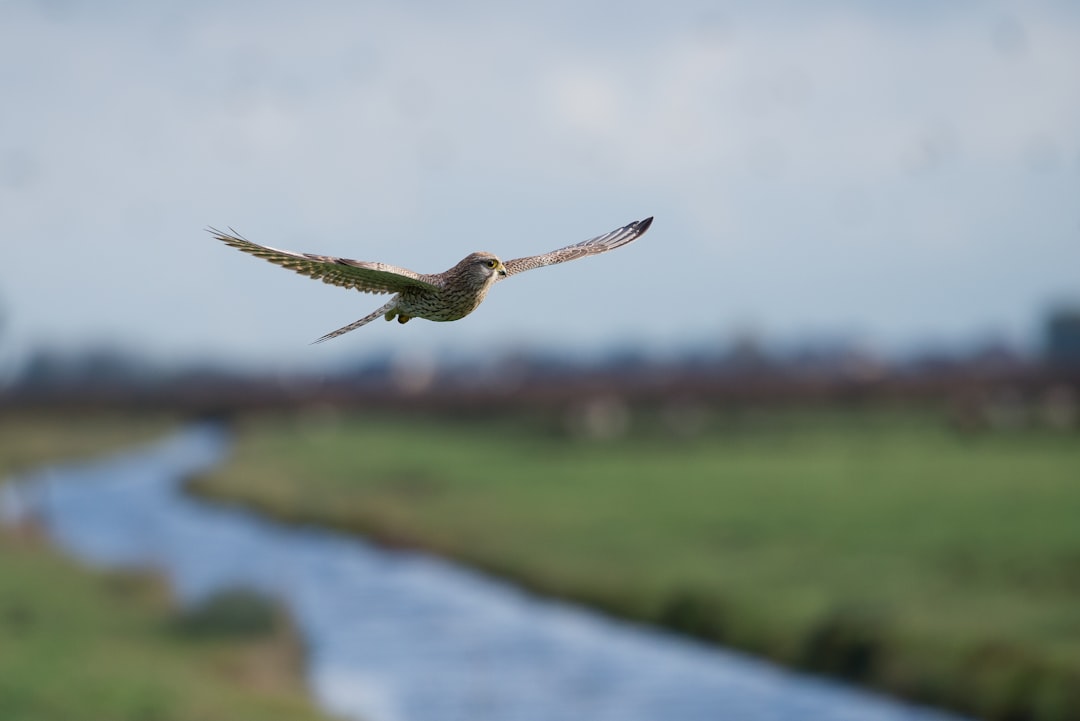 flying brown hawk