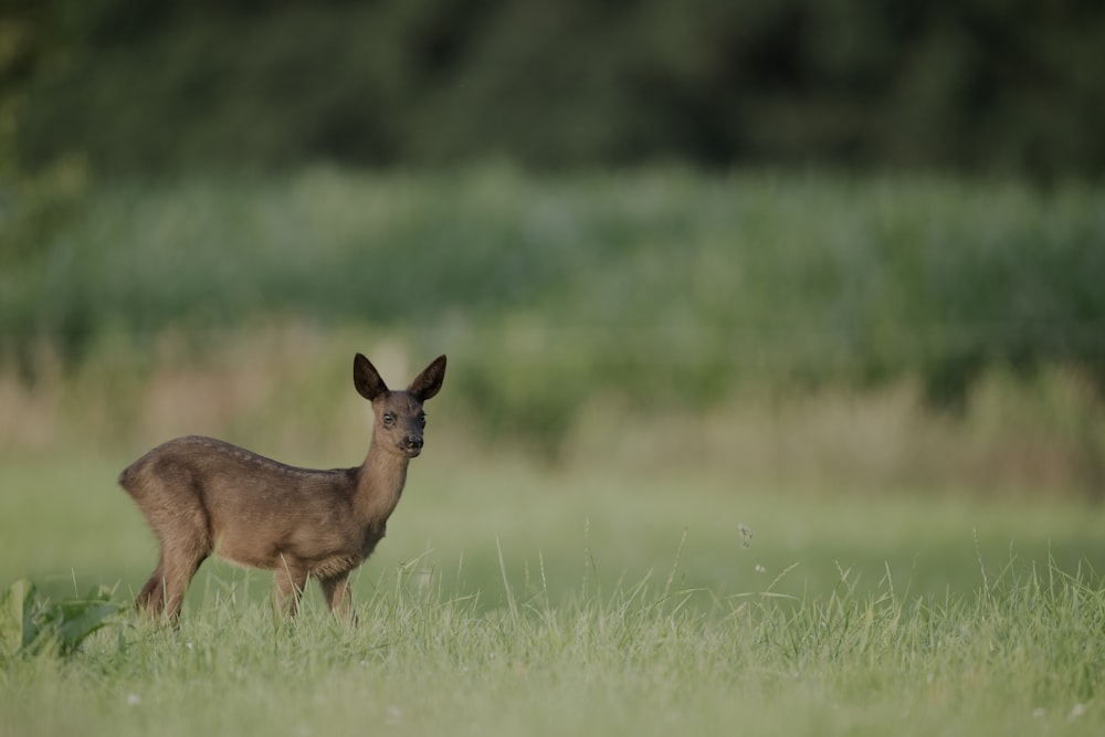 close-up photo of brown deer standing on green grass field