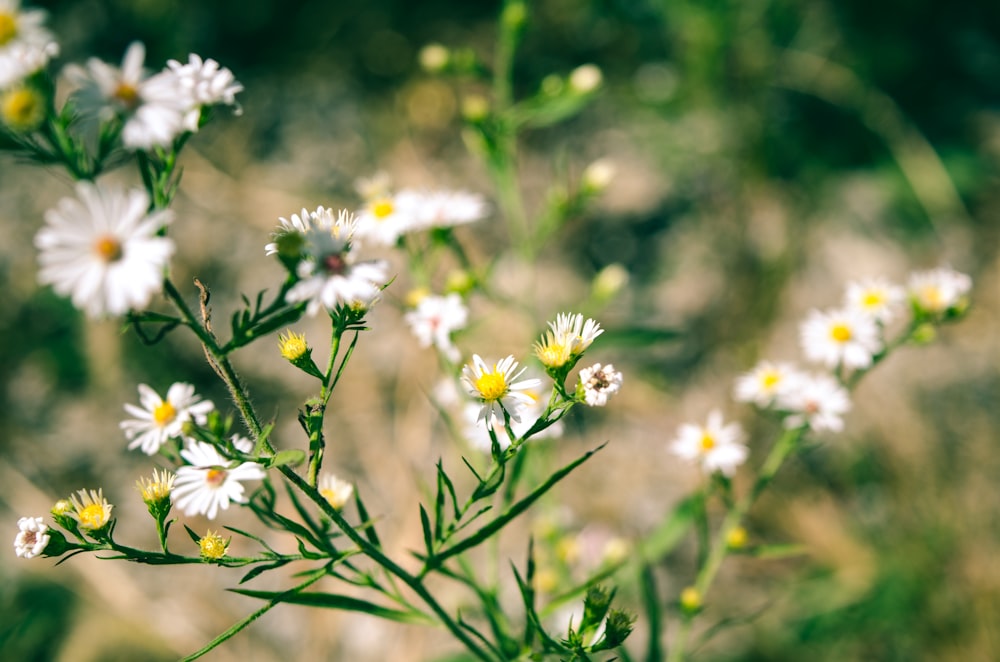 shallow focus photography of white common daisies