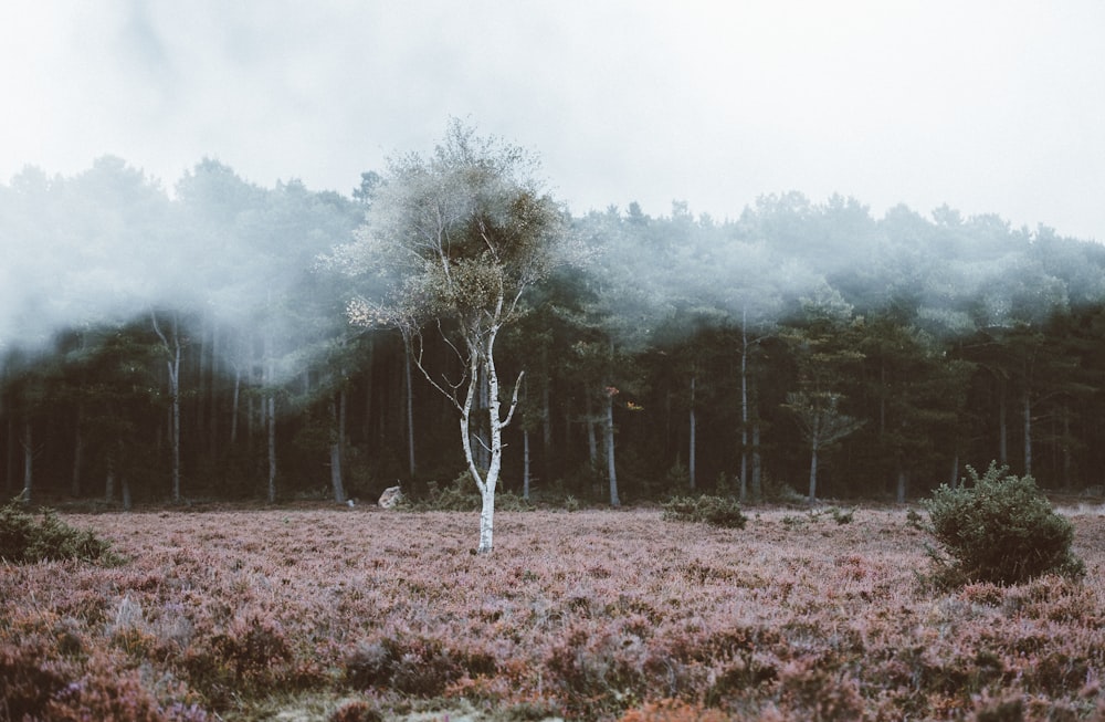 arbres à feuilles vertes couverts de brouillard