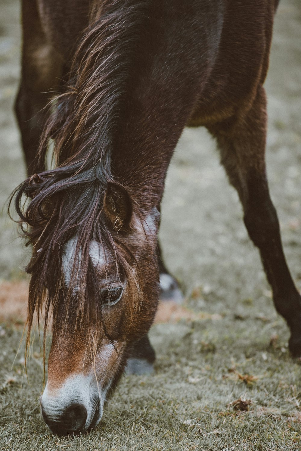 brown and white horse