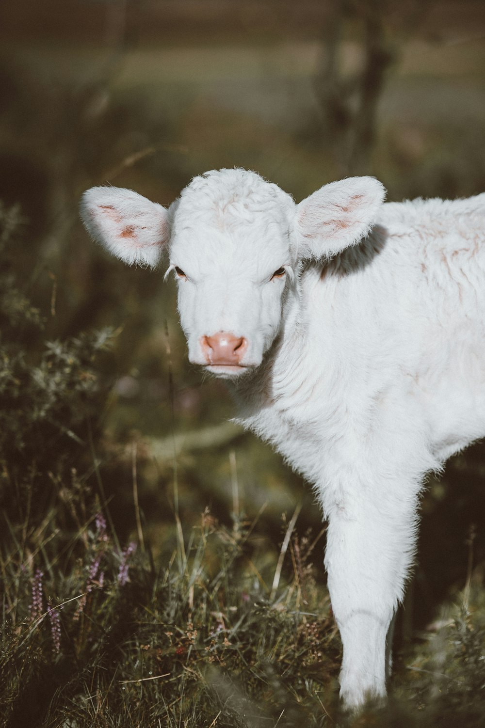 Agneau blanc sur herbe verte