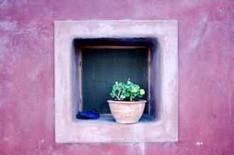 green potted plant on window