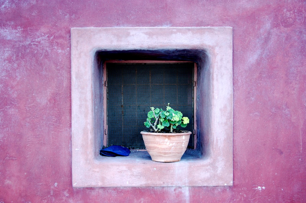 green potted plant on window