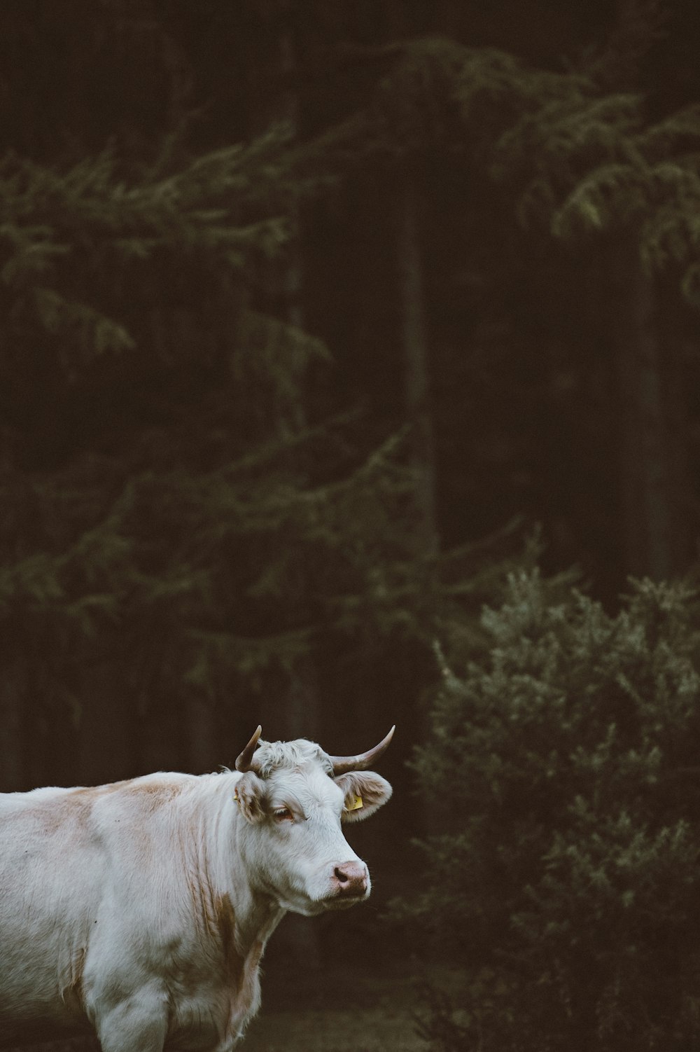 Flachfokusfotografie einer weißen Kuh in der Nähe eines Waldes