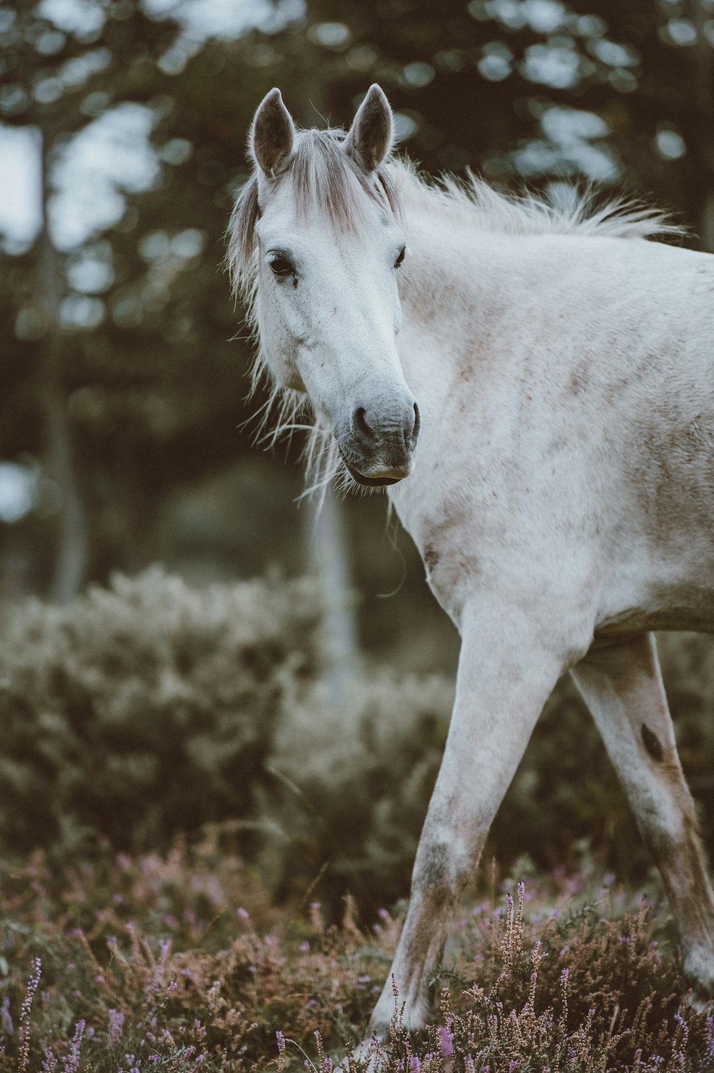 Fotografia a fuoco selettiva del cavallo bianco vicino alla pianta della foglia verde