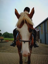 A close-up of a horse and rider in action during a competition.