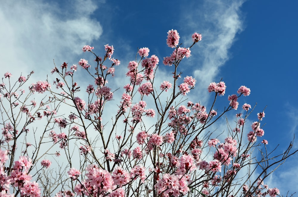 pink cherry blossom tree under white clouds