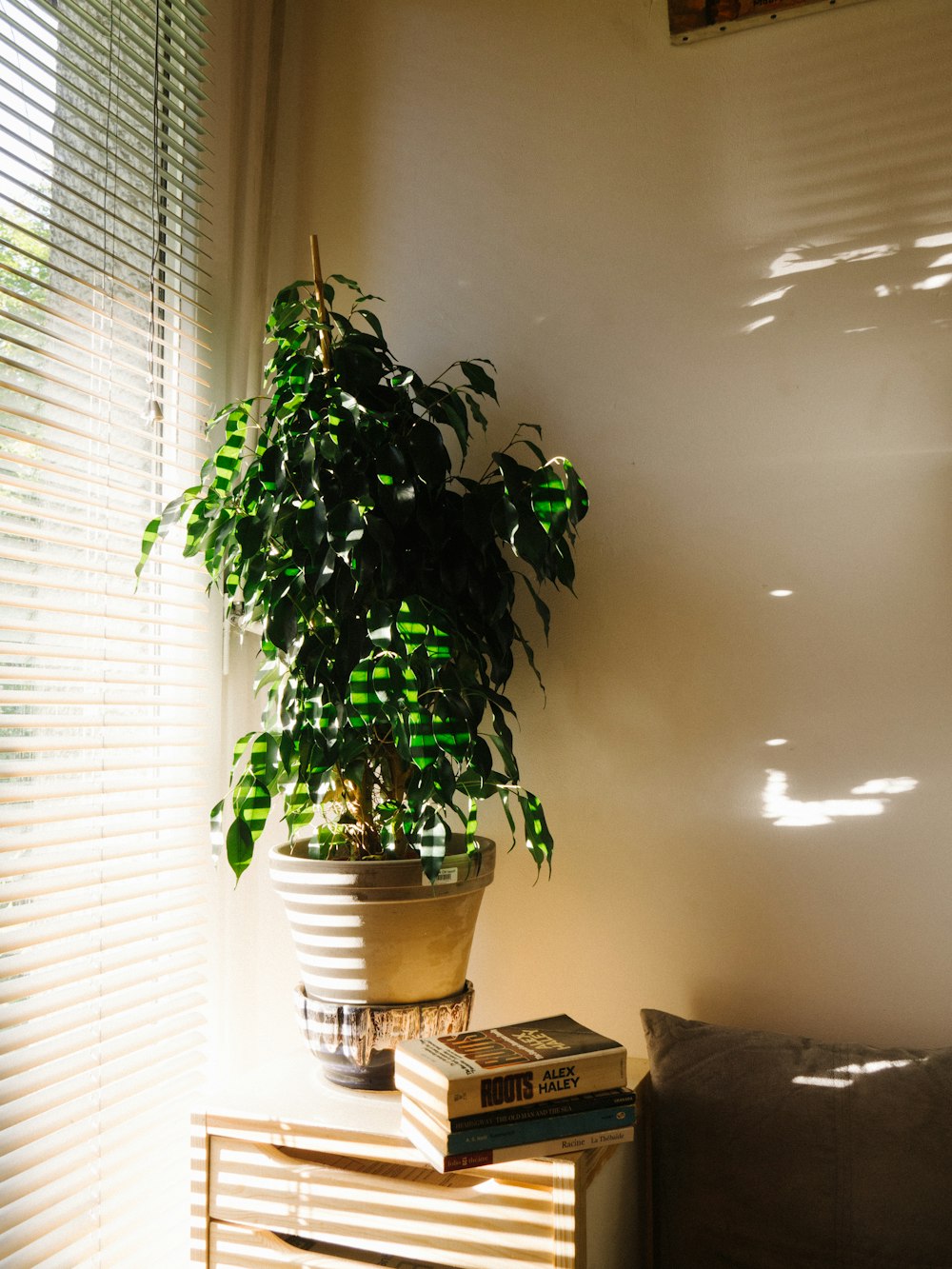 green leafed plant on gray pot near window blinds