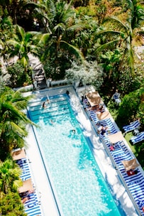 swimming pool surrounded by trees