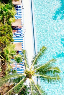 Aerial view of a swimming pool bordered by blue and white striped lounge chairs and palm trees. Sunbathers are lying on the loungers, with some shaded by umbrellas, while clear blue water fills half the frame.